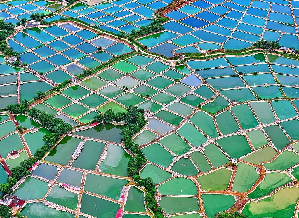 農(nóng)婦荒塘內(nèi)開挖養(yǎng)魚被控罪<strong></p>
<p>宏鑫機械設(shè)備有限公司
</strong>，免于刑事處罰也很冤:宏鑫機械設(shè)備有限公司
