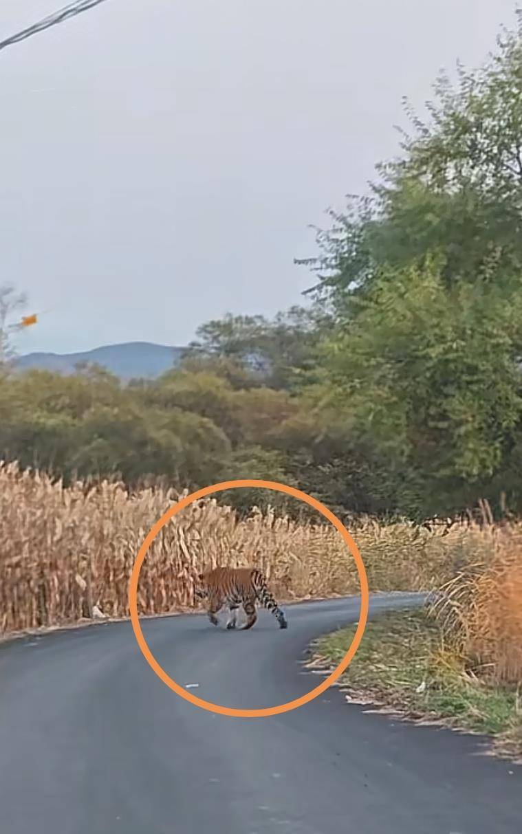 男子在琿春村道上偶遇野生東北虎，鄉(xiāng)政府：已對(duì)村民預(yù)警提示，當(dāng)?shù)貙贃|北虎豹國(guó)家公園保護(hù)區(qū):宏鑫機(jī)械設(shè)備有限公司
