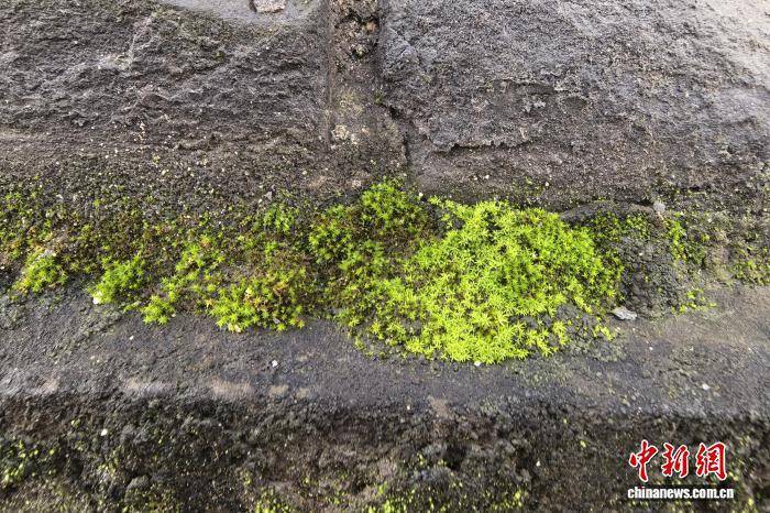 西安城墻“披綠”引關(guān)注 專家:暫不影響城墻穩(wěn)定性:宏鑫機(jī)械設(shè)備有限公司