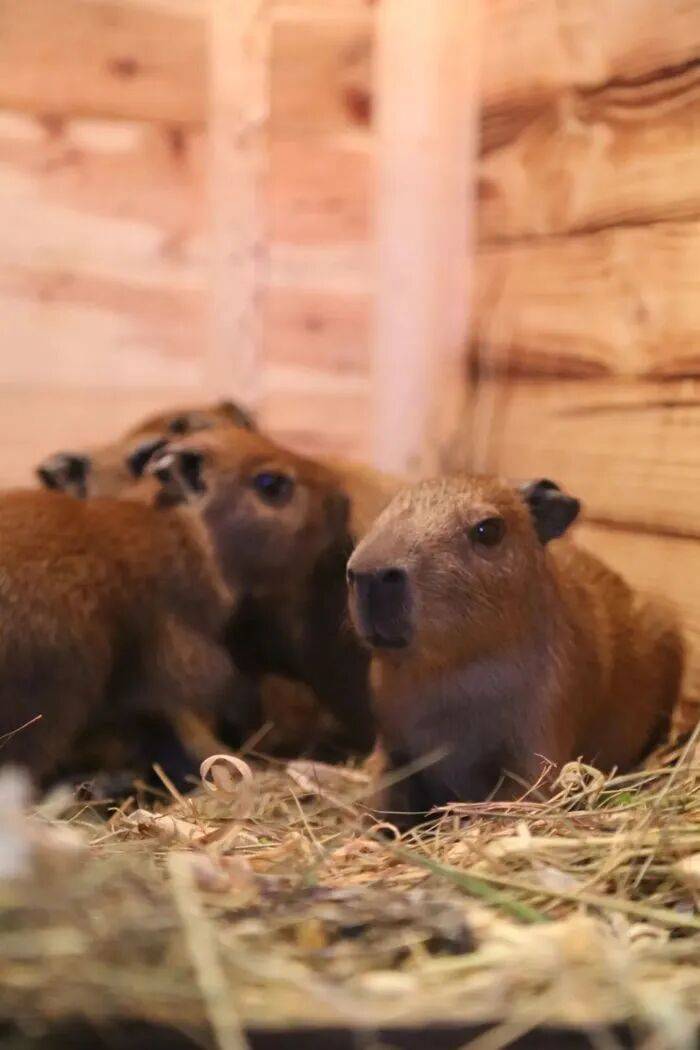 出生1小時(shí)就能獨(dú)立行走，濟(jì)南動(dòng)物園“果果”和“豚豚”的4只新生幼崽，周末和市民見(jiàn)面:宏鑫機(jī)械設(shè)備有限公司
