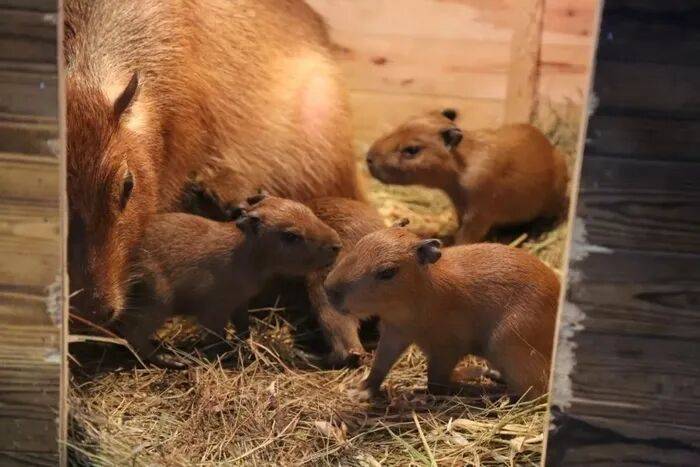 出生1小時就能獨(dú)立行走<strong></p>
<p>宏鑫機(jī)械設(shè)備有限公司
</strong>，濟(jì)南動物園“果果”和“豚豚”的4只新生幼崽，周末和市民見面:宏鑫機(jī)械設(shè)備有限公司
