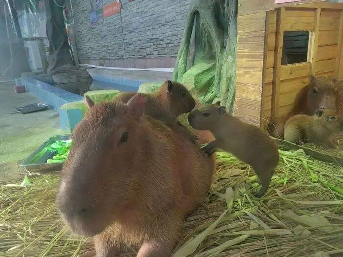 出生1小時就能獨(dú)立行走<strong></p>
<p>宏鑫機(jī)械設(shè)備有限公司
</strong>，濟(jì)南動物園“果果”和“豚豚”的4只新生幼崽，周末和市民見面:宏鑫機(jī)械設(shè)備有限公司
