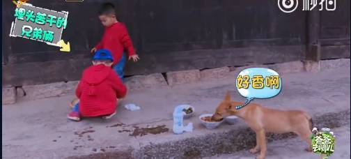 《爸爸去哪兒4》9年未解之謎破案！沙溢承認吃了狗吃過的面：發(fā)燒三天:宏鑫機械設(shè)備有限公司
