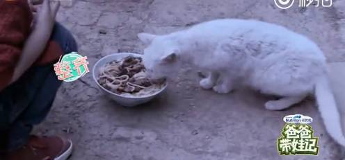 《爸爸去哪兒4》9年未解之謎破案<strong></p>
<p>宏鑫機械設備有限公司
</strong>！沙溢承認吃了狗吃過的面：發(fā)燒三天:宏鑫機械設備有限公司
