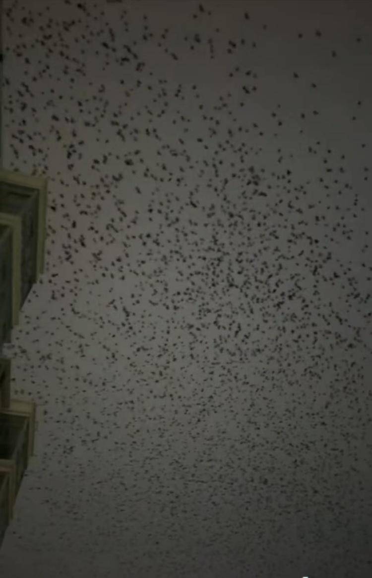 河北等多地天空現(xiàn)密集鳥(niǎo)群，網(wǎng)友擔(dān)心是災(zāi)害預(yù)兆，當(dāng)?shù)胤Q未收到相關(guān)預(yù)警，專家解讀:宏鑫機(jī)械設(shè)備有限公司
