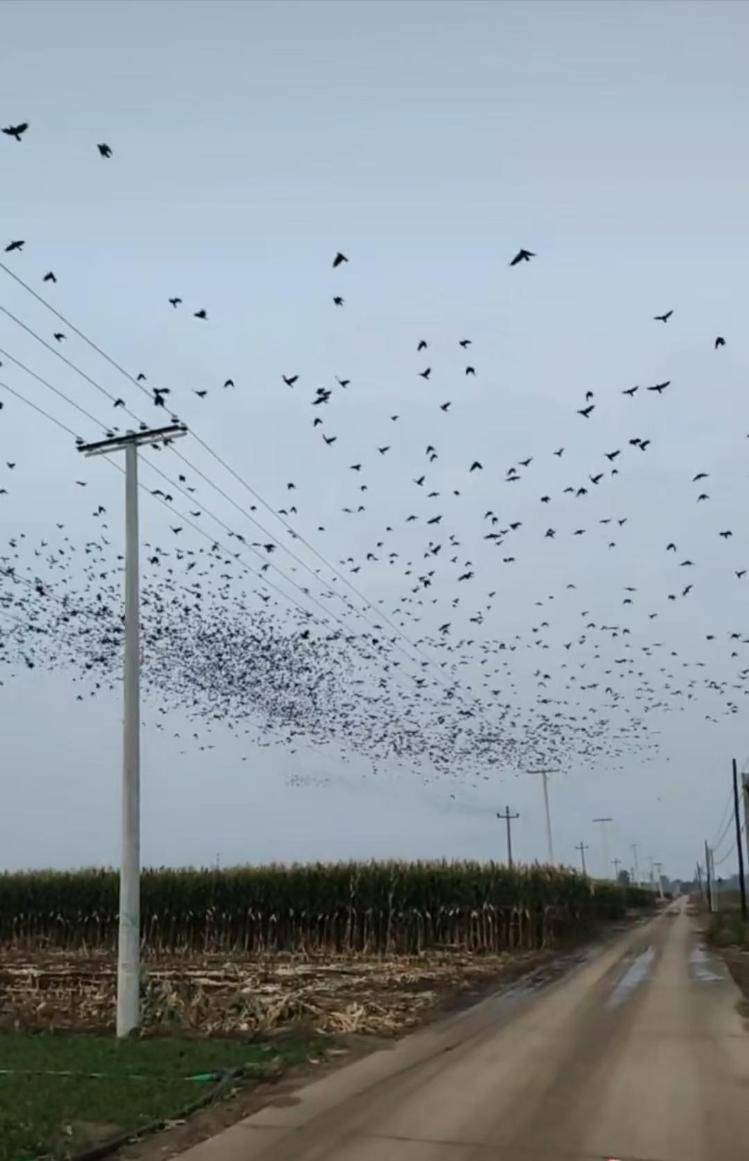 河北等多地天空現(xiàn)密集鳥群<strong></p>
<p>宏鑫機械設(shè)備有限公司
</strong>，網(wǎng)友擔(dān)心是災(zāi)害預(yù)兆，當?shù)胤Q未收到相關(guān)預(yù)警，專家解讀:宏鑫機械設(shè)備有限公司
