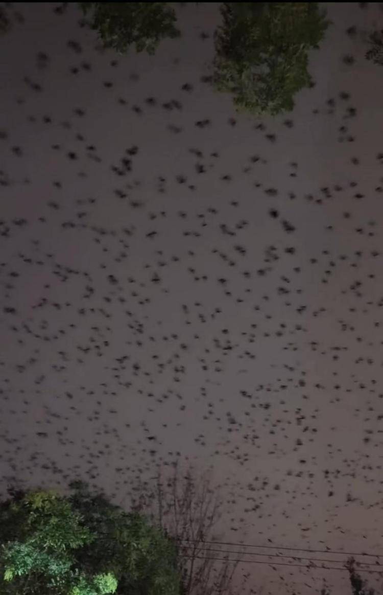 河北等多地天空現(xiàn)密集鳥群<strong></p>
<p>宏鑫機械設(shè)備有限公司
</strong>，網(wǎng)友擔(dān)心是災(zāi)害預(yù)兆，當?shù)胤Q未收到相關(guān)預(yù)警，專家解讀:宏鑫機械設(shè)備有限公司
