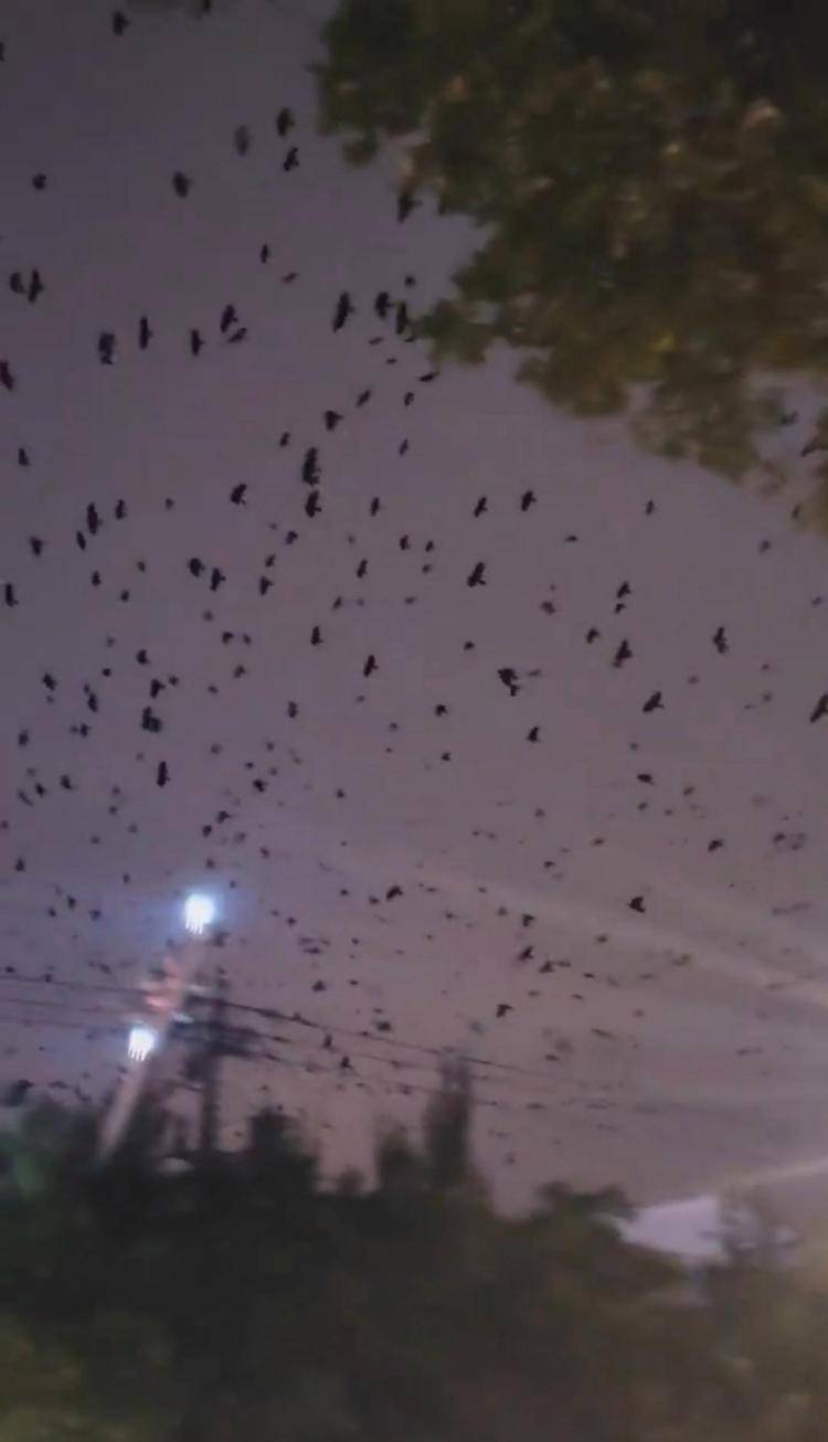 河北等多地天空現(xiàn)密集鳥群<strong></p>
<p>宏鑫機械設(shè)備有限公司
</strong>，網(wǎng)友擔(dān)心是災(zāi)害預(yù)兆，當?shù)胤Q未收到相關(guān)預(yù)警，專家解讀:宏鑫機械設(shè)備有限公司

