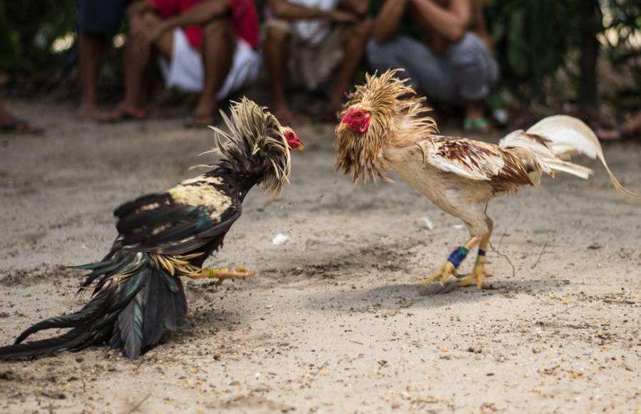 秘魯一男子觀看斗雞比賽時被自家雞踢到重要部位，大出血而亡:宏鑫機(jī)械設(shè)備有限公司
