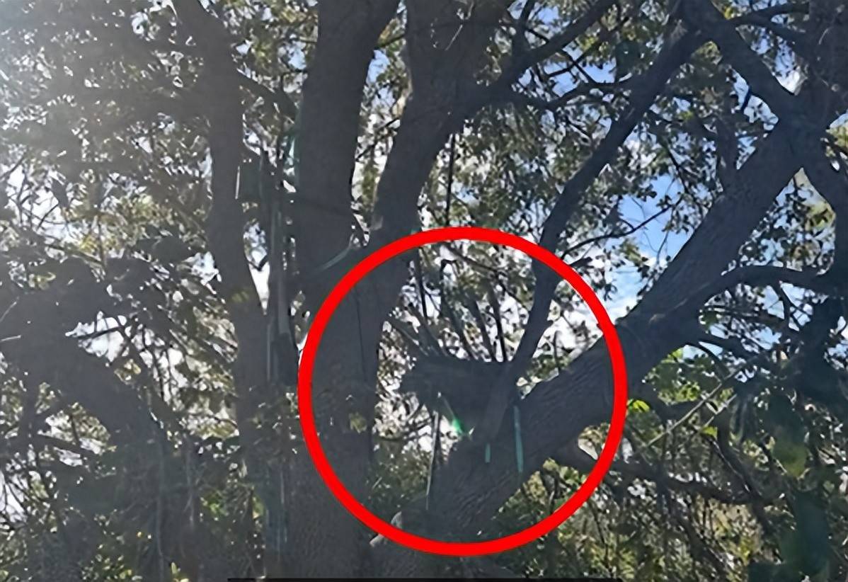 特朗普險(xiǎn)遭暗殺！特勤局的一個(gè)新發(fā)現(xiàn)，讓特朗普深深后怕，登機(jī)速度比平時(shí)快:宏鑫機(jī)械設(shè)備有限公司
