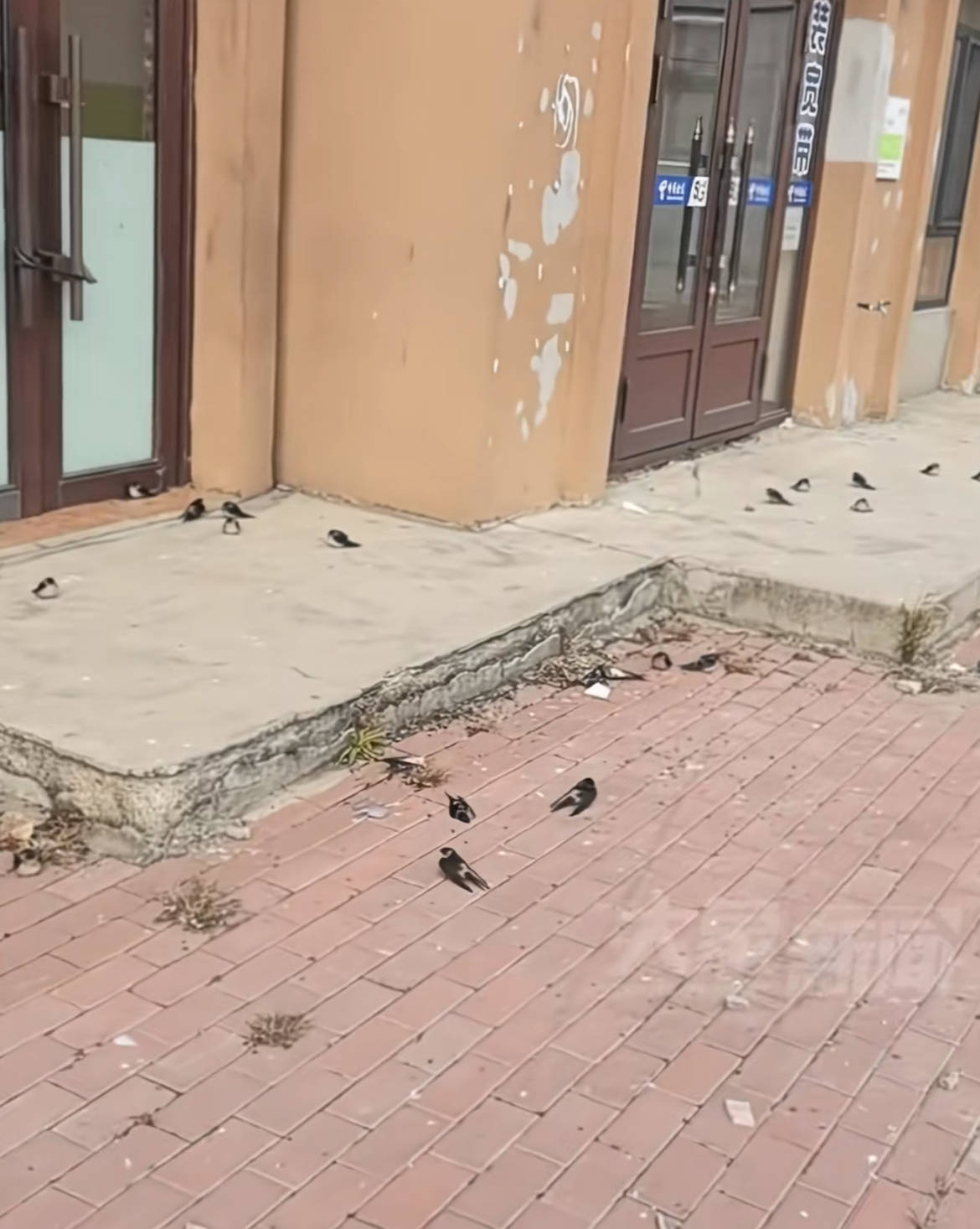 黑龍江五常上百只燕子滯留沒(méi)南飛凍死不少，當(dāng)?shù)亓植菥郑鹤匀滑F(xiàn)象，氣溫驟降燕崽沒(méi)扛住:宏鑫機(jī)械設(shè)備有限公司
