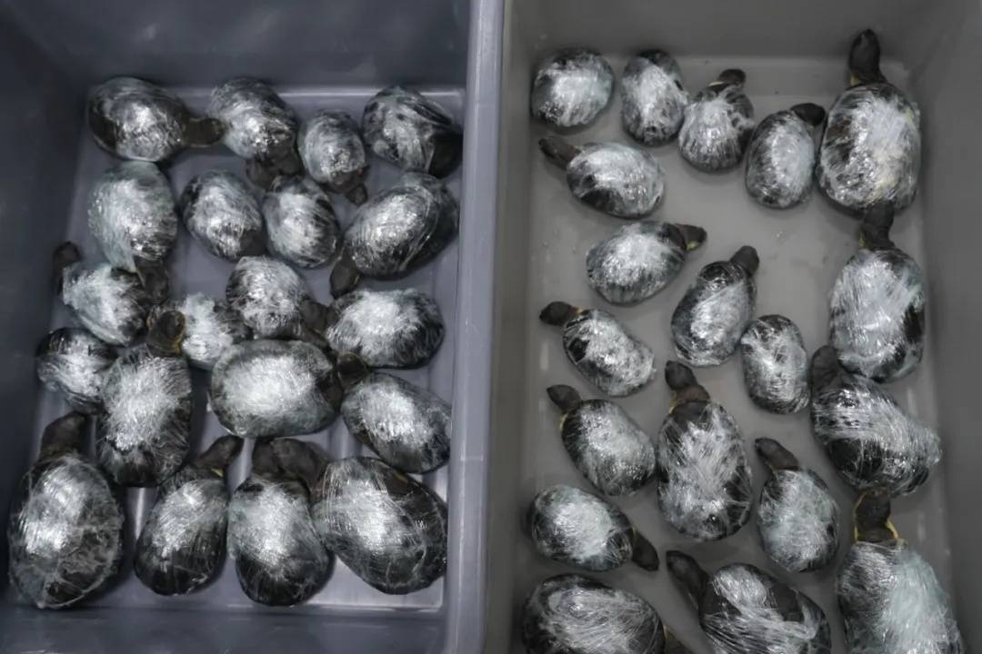 2名女子步伐僵硬<strong></p>
<p>宏鑫機械設備有限公司
</strong>，竟然在緊身褲內(nèi)藏了68只活體龜！:宏鑫機械設備有限公司
