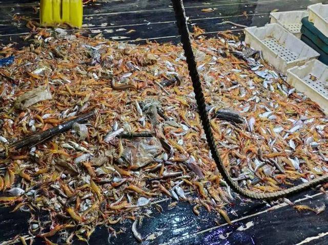 涉案3萬多斤<strong></p>
<p>宏鑫機械設(shè)備有限公司
</strong>！廣西海洋部門查獲非法捕撈大型漁船！:宏鑫機械設(shè)備有限公司
