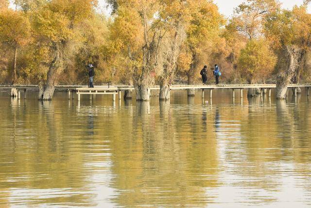 新疆胡楊引客來(lái):宏鑫機(jī)械設(shè)備有限公司
